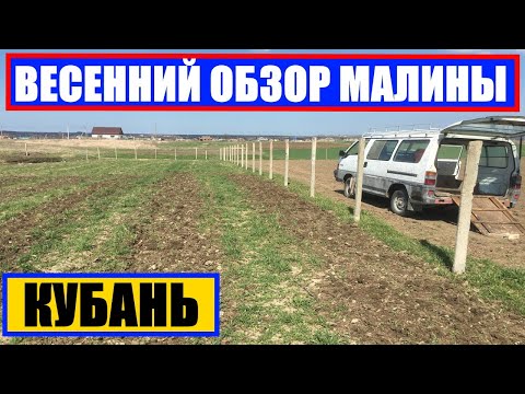 Видео: ВЕСЕННИЙ ОБЗОР МАЛИНЫ || #малина #малинапосадка Посадка малины: секреты огромного урожая!