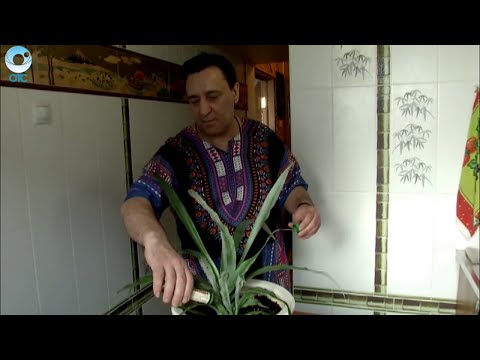 Видео: Какие хитрости нужны для выращивания ананаса на подоконнике?
