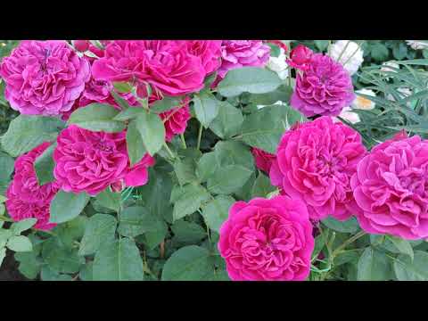 Видео: Делюсь красотой. Мой сад роз. Часть первая.