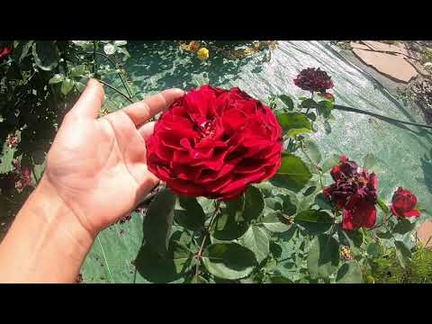 Видео: Жара.  Как помочь растениям.