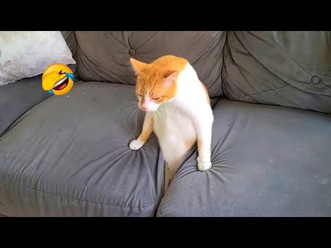 Видео: Вы не поверите, насколько эти животные забавные! 😂