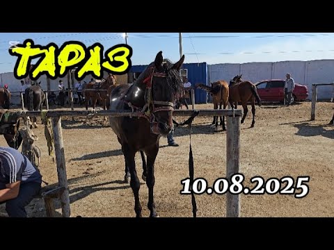 Видео: БҮГІНГІ ЖЫЛҚЫ БАЗАР 10.08.2025