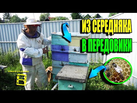 Видео: КАК ИЗ СЕМЕЙ СЕРЕДНЯЧКОВ СДЕЛАТЬ МЕДОВИКИ К ГЛАВНОМУ ВЗЯТКУ? ДЛЯ НАЧИНАЮЩИХ ПЧЕЛОВОДОВ 22-27