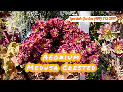 Видео: Прекрасный эониум «Медуза Крессед» и другие #эониум #эхеверия #вариегатный #суккуленты #цветы