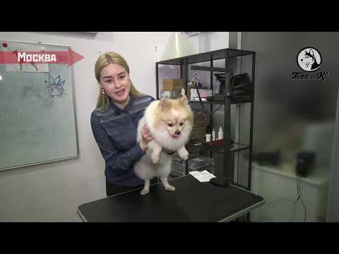 Видео: Как ухаживать за шпицом: профилактика колтунов и правильная укладка