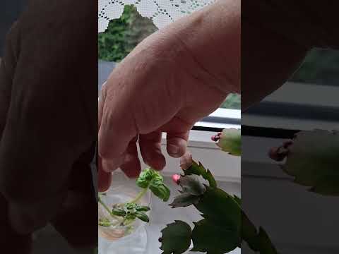 Видео: 1.11.2025 Мои Цветочки, радуюсь ! #радость #наслаждение #момент #цветы #комнатныерастения #германия 