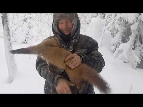 Видео: Все о том, как мы куницу ловили. сезон 23/24гг