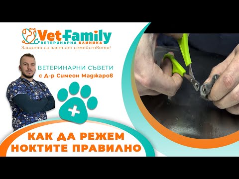 Видео: Как Да Режем Ноктите На Домашния Си Любимец Вкъщи-стъпка по стъпка + БОНУС хитринки от практиката