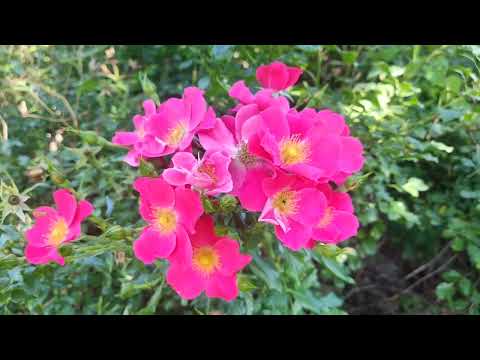 Видео: Ароматы осенних цветов...5.09.2025 г 