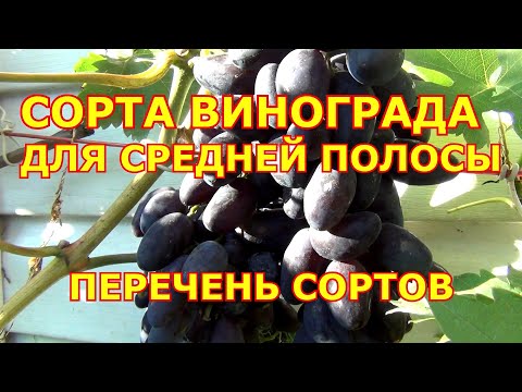 Видео: СПИСОК СОРТОВ ВИНОГРАДА ДЛЯ СРЕДНЕЙ ПОЛОСЫ. Факторы влияния