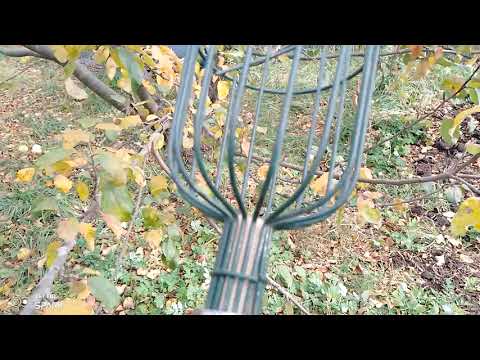 Видео: Осенний Сад
