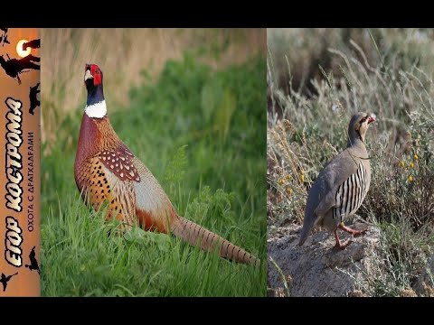 Видео: Открытие охоты на фазана и охота на кеклика в горах. Середина октября 2023г.