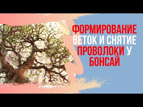 Видео: Формирование веток бонсай! Снятие проволоки у бонсай из вяза мелколистного.