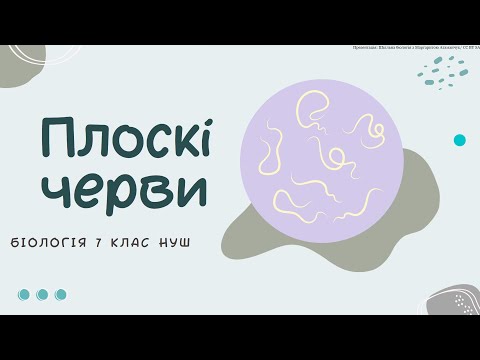 Видео: Біологія 7 клас НУШ Плоскі черви