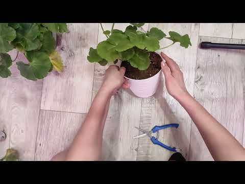 Видео: Обрезка пеларгоний зимой