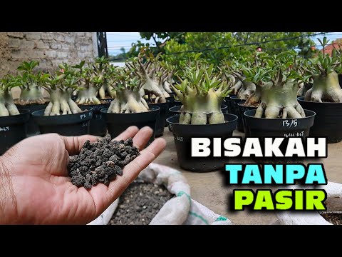 Видео: Среда для посадки адениума без песка, возможно ли это? ( подзаголовок ) Пустынная Роза Бонсай.