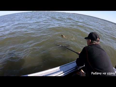 Видео: Рыбалка на водохранилище летом. Ловим окуня и судак в прилове!