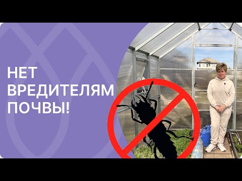 Видео: Лучшее средство от почвенных вредителей!