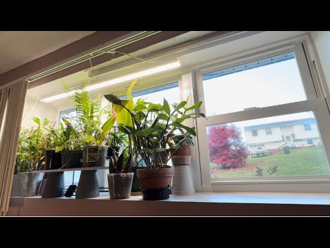 Видео: Ч4. Уход за орхидеями с зимним прохладном содержанием. Дендробиум нобиле , монилиформе и др.. ❤️😁