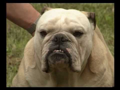 Видео: Английский бульдог.avi
