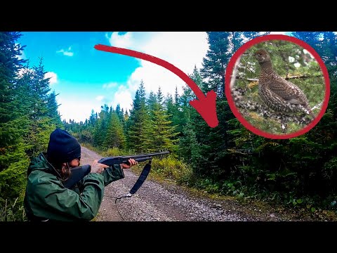 Видео: ЭПИЧЕСКАЯ охота на куропаток и исследование заброшенного отдаленного лагеря!