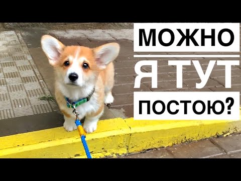Видео: ПЕРВАЯ СОВМЕСТНАЯ ПРОГУЛКА С 2 СОБАКАМИ /корги Таффи и Сэдди