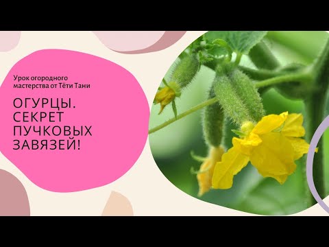 Видео: Огурцы. Секрет пучковых завязей.