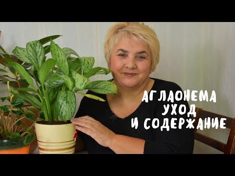 Видео: АГЛАОНЕМА. УХОД И СОДЕРЖАНИЕ. Мои цветы. Мой опыт.