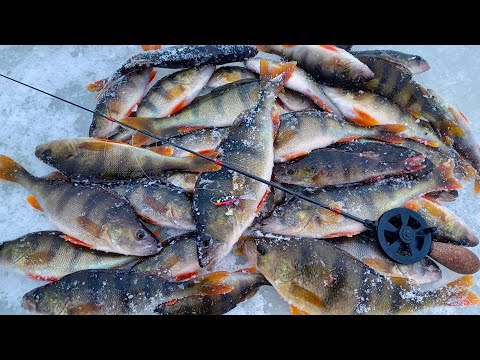 Видео: ЭТО Я УДАЧНО ПОПАЛ на КЛЁВ! ОКУНЬ ЖИРУЕТ на малой реке! Зимняя рыбалка в 2024-25