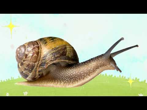 Видео: Дидактична гра "Чий одяг" жива природа