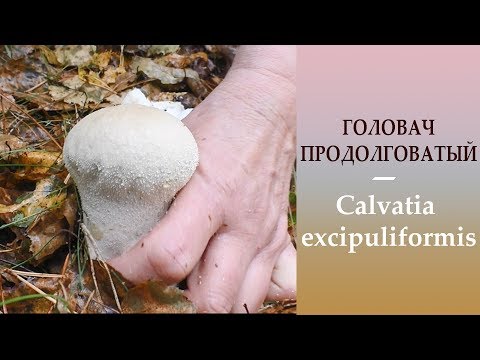 Видео: Головач продолговатый -  Calvatia excipuliformis
