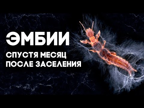 Видео: ПЕРЕСЕЛЕНИЕ ЭМБИЙ В ЭМБИКАРИЙ! КАК ДЕЛА У КОЛОНИИ Embia savignyi спустя МЕСЯЦ? \\ Димон и пумба