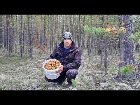 Видео: ГРИБНОЕ НАШЕСТВИЕ МОХОВИКОВ! ГРИБОВ МНОГО НЕ БЫВАЕТ, ИХ ПРОСТО ТЬМА ТУТ! СИБИРСКАЯ ГРИБАЛКА 2024 г