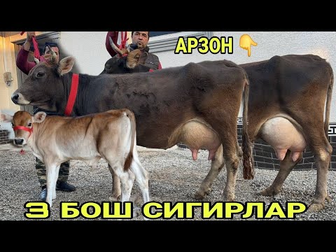 Видео: АРЗОНЧИ АКАДАН ЧЕМПИОН ТОЗЗА ШВЕД БОЛЛАРИ НОВВОС СИГИРЛАР СОТИЛАДИ SHIVEDLAR NARXI 13 ноября 2025 г