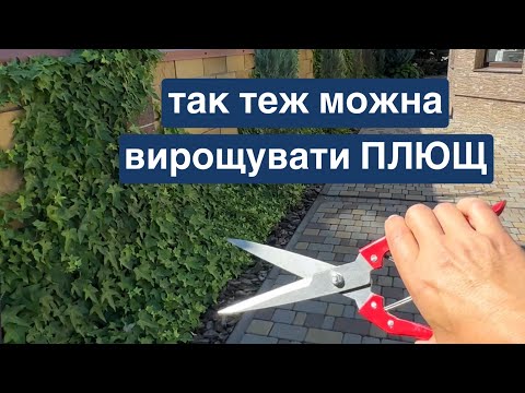 Видео: Так можна пустити плющ на паркан. Догляд влітку.