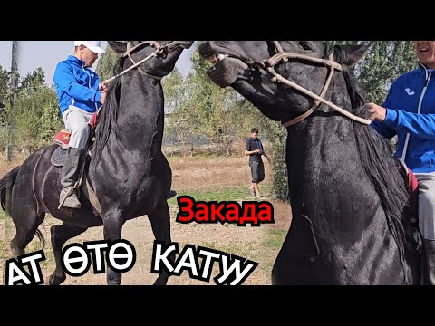 Видео: МЕНМИН ДЕГЕН БАЛБАН ЧАПСА БОЛОТ🇰🇬🔥Закада ат