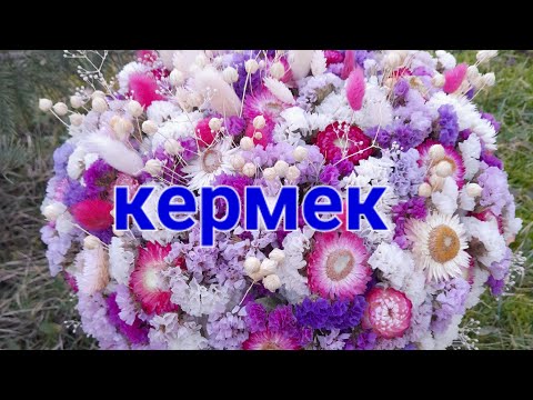 Видео: РОЗКРИВАЮ СЕКРЕТ ГАРНОГО КЕРМЕКУ.  ВЛАСНИЙ ДОСВІД.#сухоцвіти #квіти #квітник