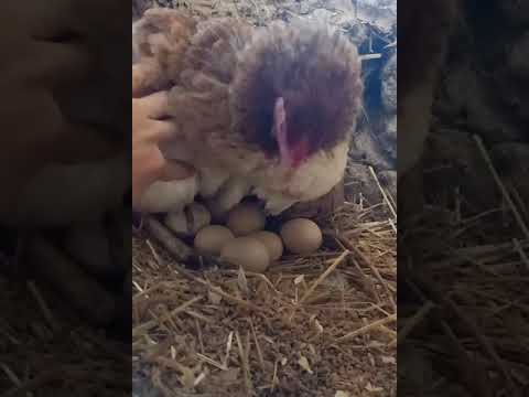 Видео: Күрік тауық балапан ашып шығып жатыр ✊✊✊✊✊✊