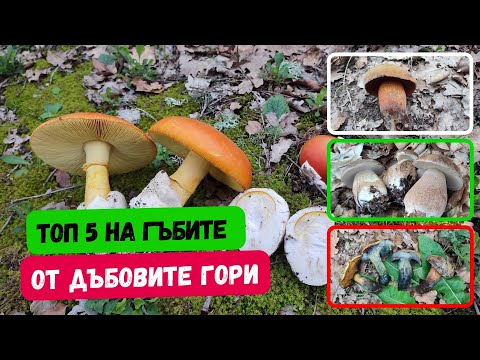 Видео: #Топ 5 на #гъбите от #дъбови #гори в момента