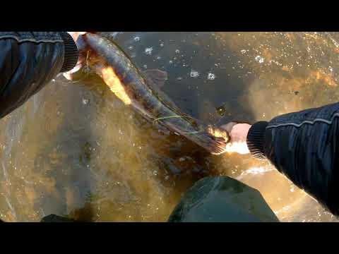 Видео: Щука 4кг на Deps Balisong!Этому воблеру крючки не нужны.