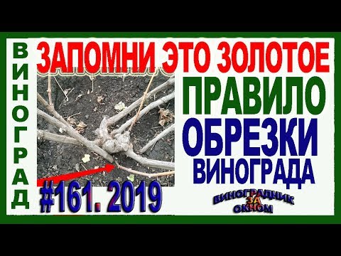 Видео: 🍇 ПОМНИ! ЭТУ ОШИБКУ при ОБРЕЗКЕ совершают ВСЕ НАЧИНАЮЩИЕ.Как обрезать виноград по золотому правилу