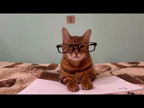 Видео: Kotiynet RYTP Выпуск 2