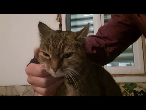 Видео: Кошачий релакс)