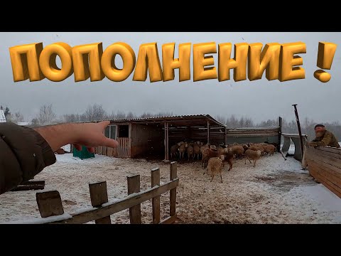 Видео: ПОПОЛНЕНИЕ ! [Жизнь в деревне]