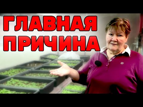 Видео: Петунии 2022: Почему СИДЯТ и не растут! Главная причина!