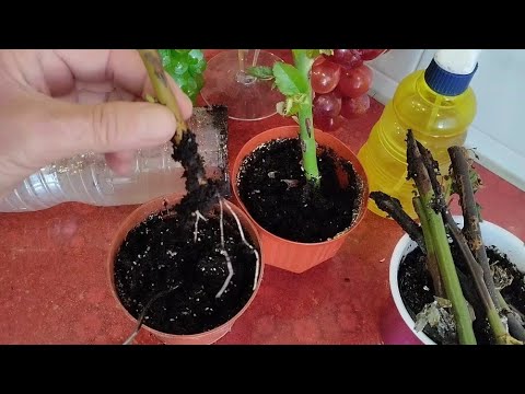 Видео: Отличный Результат Черенкования Роз в Домашних Условиях.