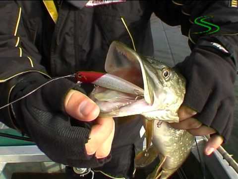 Видео: Твичинг на мелководье,от Алексея Шанина часть 2