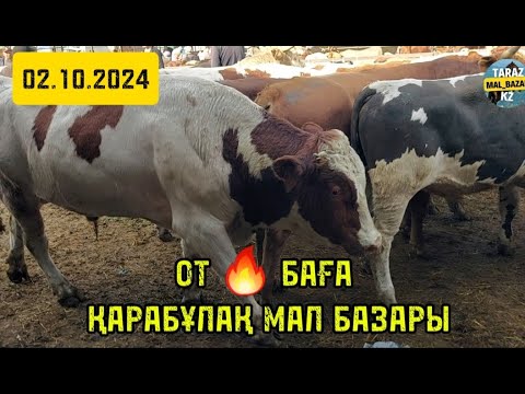 Видео: Қарабұлақ мал базар 🔥 02.10.2024 Ірі қара бағасы  ✅