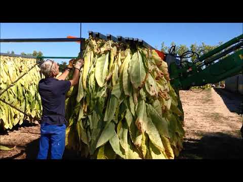 Видео: Линия переработки и сушки табака