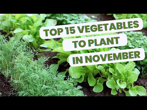 Видео: 15 овощей, которые вы ВСЕ ЕЩЕ можете сажать в ноябре!